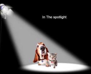 an in the spotlight gift